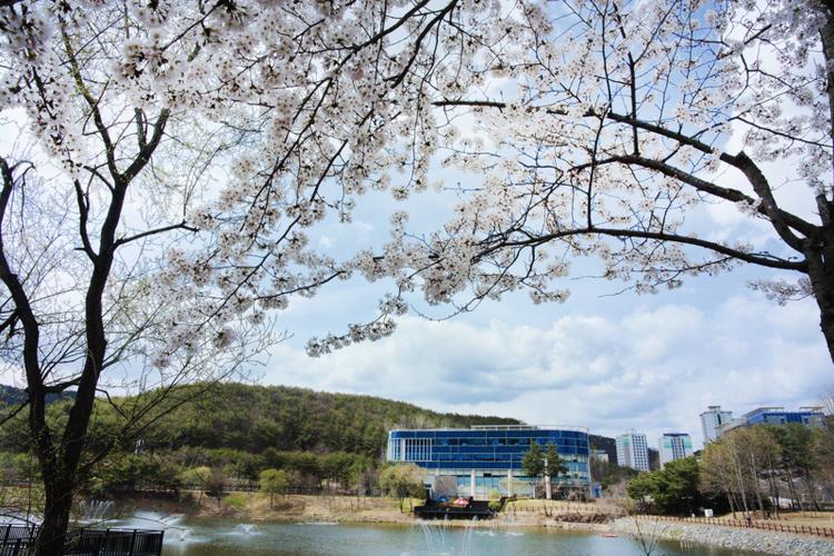 [Photo Essay] 'Cherry Blossom Ending' 