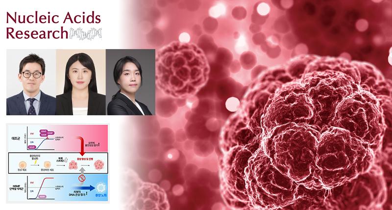암세포의 복제 스트레스 관리자 없애자 대장암 증식이 멈췄다!
