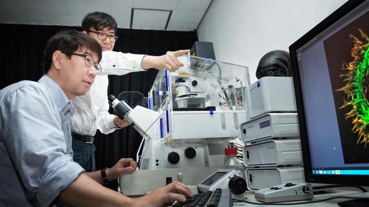 New Study Uncovers Trigger for Intellectual Disabilities