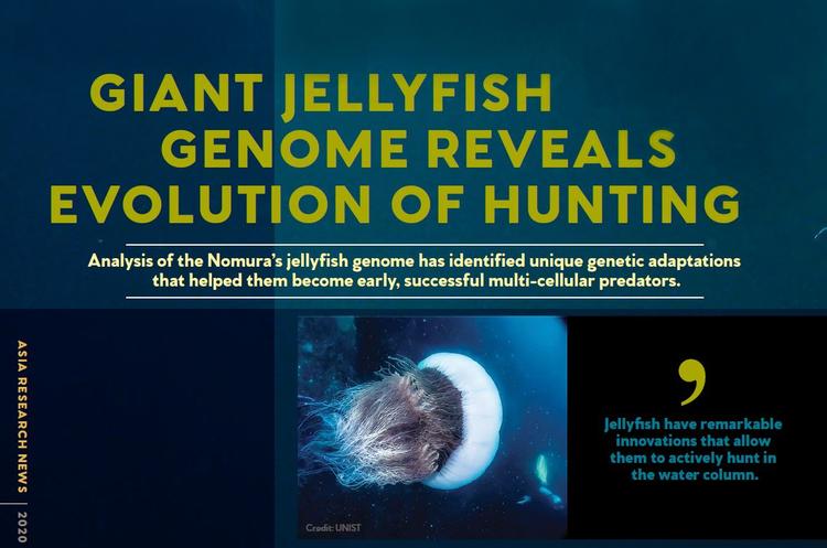 "Jellyfish have remarkable innnovations that allow them to actively hunt in the water column."