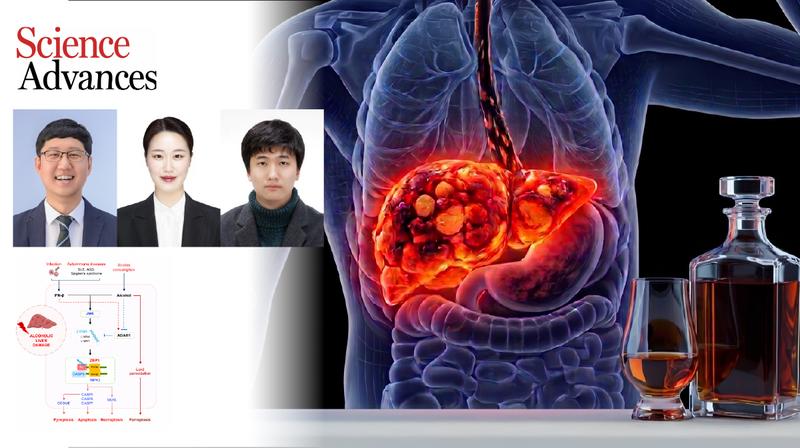 독감 걸렸을 때 마시는 술이 간에 더 해로운 과학적 이유