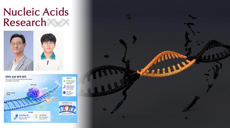 '서울시내 바늘 찾기' 같은 DNA 초고속 수리 원리 밝혔다