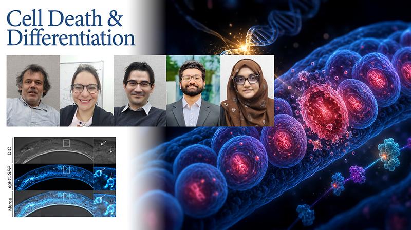 Germ Cells and Somatic Cells Follow ‘Different Rules’ for Programmed Cell Death