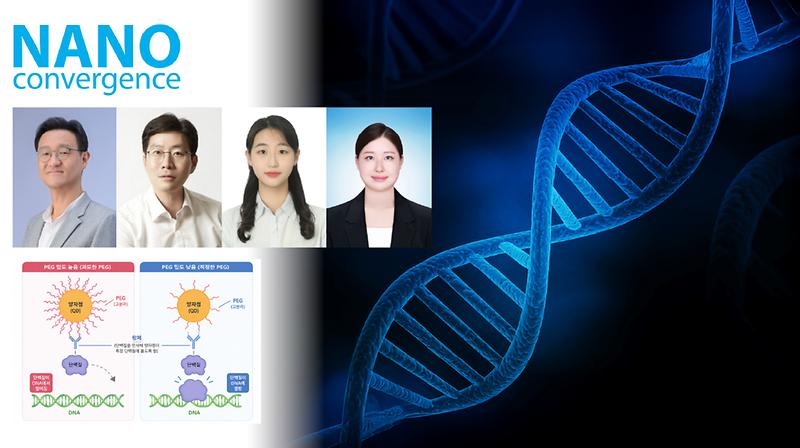 DNA와 단백질 결합 보려 붙인 형광 꼬리표가 되레 단백질 떼어냈다! 