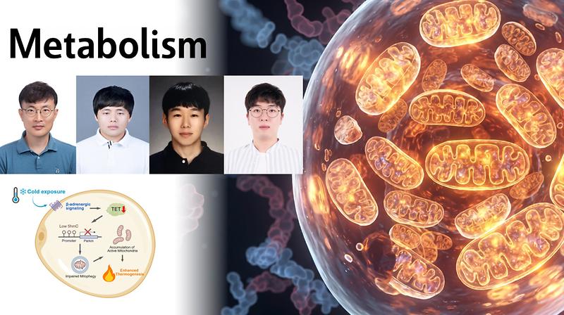 지방세포, 추위에 맞서 ‘세포 속 난로’ 더 오래 쓴다! 